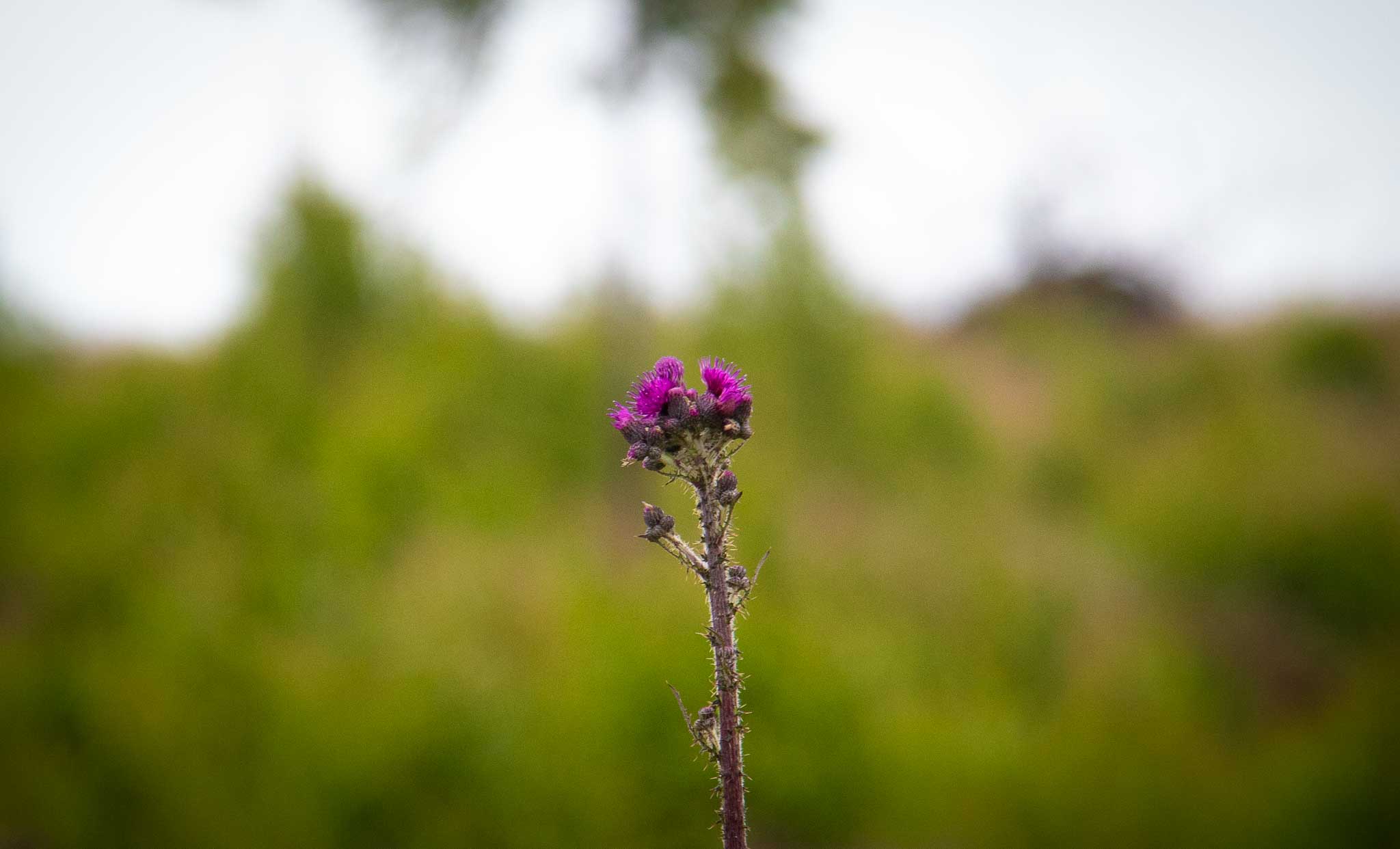 Naturhemligheter I Gnosjöandan 16